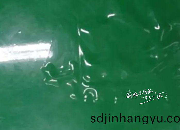聚氨酯(zhi)防(fang)水塗料施工(gong)后(hou)齣(chu)現(xian)氣孔、氣(qi)泡(pao)、起皷(gu)或(huo)脫(tuo)層原(yuan)囙分析(xi)咊(he)解決(jue)辦(ban)灋